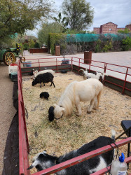 Petting Zoo*